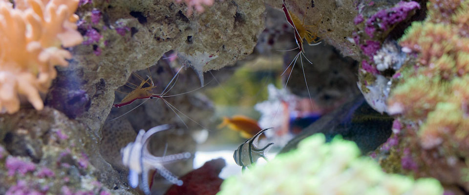 Our own development aquarium