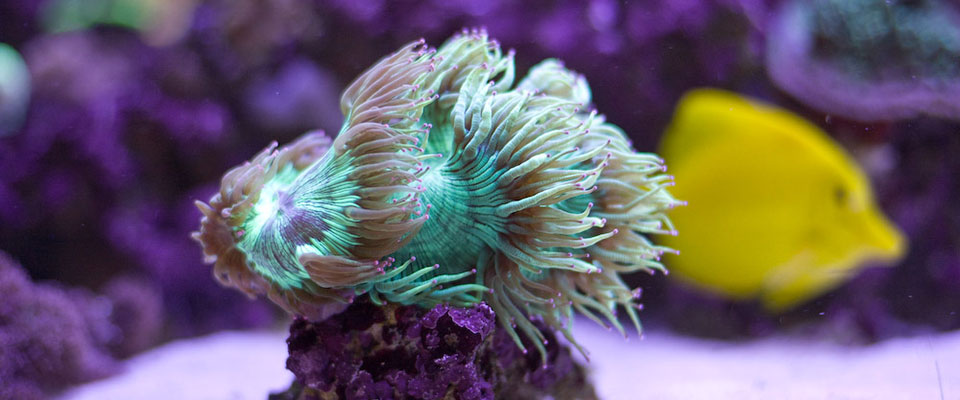 Our own development aquarium