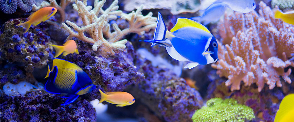 Our own development aquarium