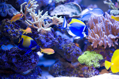 Blue fish