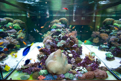 Tropical Fish